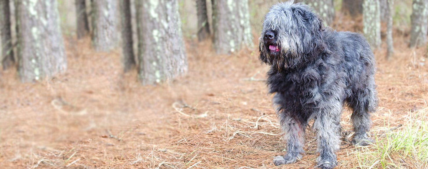 Shaggy dog names popular male and female names wag 